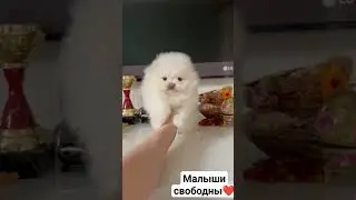 #животные #spits #spitz #шпиц #мишка #померанский #померанскийщпиц #щенок #шпицуля #шпицуля #