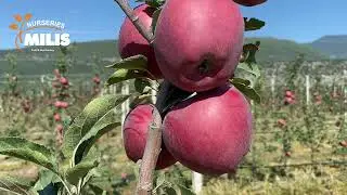Red Velox |  Apple cultivation