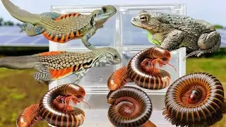 I Catching insects in the garden I got, Lizard millipede Frog