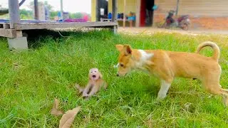Monika monkey fear puppy when he near her