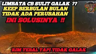 LIMBATA CB SULIT GALAK?? INI SOLUSINYA!!