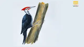 How to Draw A Woodpecker II Woodpecker drawing II #artjanag
