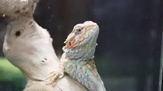 The Perfect Mist for your Reptiles! | ExtremeMIST High-Performance Reptile Mister