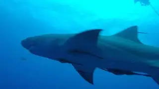 West Palm Beach Lemon Shark Feeding.