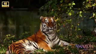 Amazon 4K - Untamed Nature in Ultra HD Quality