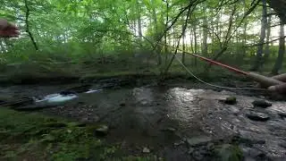 Fly Fishing a Small Native Brook Trout Stream in NY