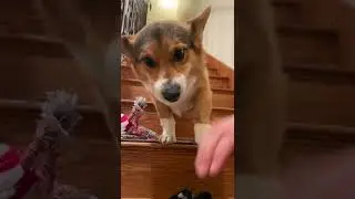 Give me paw 🐾