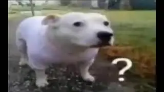 Dog Huh Meme