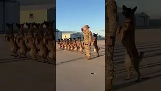 Commanding Canines: Female Soldier's Belgian Malinois Unite in Perfect Military Salute #MilitaryDogs