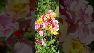 ДЖАЗ грунтопокривна троянда #rose #квіти #garden #flowers #розы #троянди