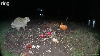 Veteran Raccoon Beats the Youngsters to the Buffet | Backyard Wildlife Cam
