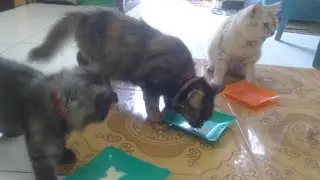 kucing anak kucing_milk drink🍼 @deniwans