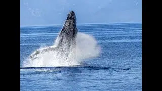 Learn Interesting Facts  about Humpback Walesa Nobody Knows