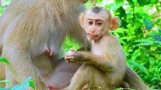 Oh, very lovely, tiny monkey Leo is eating rice with mom Luna  Look, bb Luno is so delicious