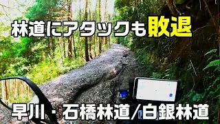 神奈川林道「林道にアタックも敗退」早川・石橋林道 / 白銀林道【CRF250 RALLY】