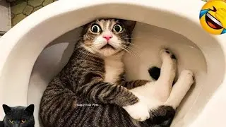 Funny Cats and Dogs Videos Try Not To Laugh | Funniest CD Pets | 223