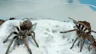 ceratogyrus marshalli paring went well. thanks to hermen and boon for helping this to happen.