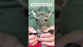 Бедный детеныш кенгуру #историялюбви #животные #спасениедикихживотных #дикаяприрода #спасение #лю...
