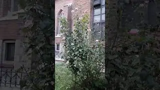 2,5 метров куст роз🌹💐🌹)))