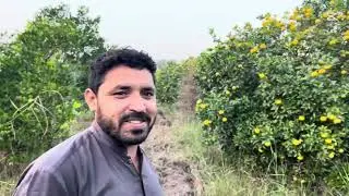 Sialkot Bajwat Citrus 🍊 Garden In Bajwat pakistan Village life Fasyal sialkoti citrus Farming