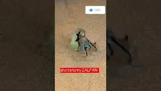 Scorpion techniques to digging its hole