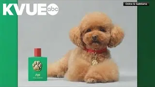 Dolce & Gabbana releases new dog perfume
