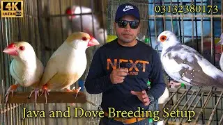 Java Birds and Pied Dove Breeding Setup | जावा और चितकबरा कबूतर प्रजनन सेटअप | إعداد الطيور