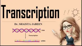 Transcription I Steps of Transcription I Initiation, Elongation, Termination I Formation of RNA
