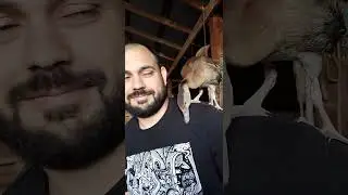 Billy The Duck Grooms My Beard! 😂