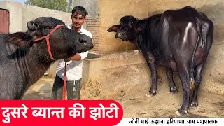 जोनी भाई की 17 किलो की दुसरे ब्यान्त की झोटी ताजा ब्याई Johnny Bhai Aam Palak Ujhana Dist Jind ✅