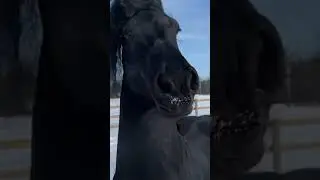 Black Horse Talking| Are you talkin to me #black #shorts
