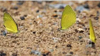 Three fastest butterflies ever record, small grass yellow butterfly, small white butterfly, etc