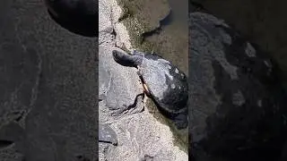 Slow Turtle life beneath busy suburban overpass #longneckedturtle