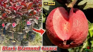 black daimond guava plant farming,black diamond guava farming..