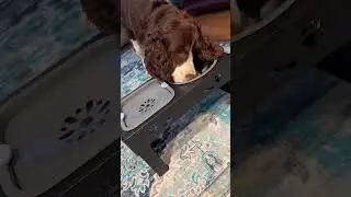 Adjustable Pet Feeding Bowl &ndash; Perfect for Any Dog Size! No Slip Design & Easy to Assemble