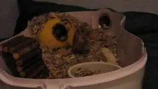 Obi saltando