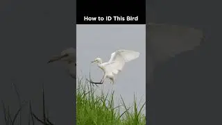 Can you identify this egret?