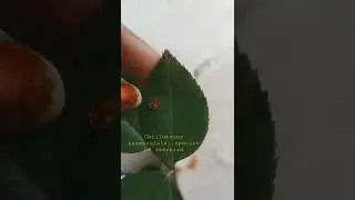 Cheilomenes sexmaculata, ladybird