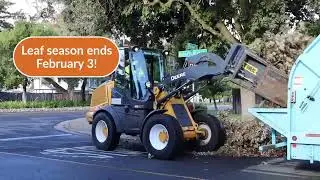 Leaf Season in Sacramento Fall 2024