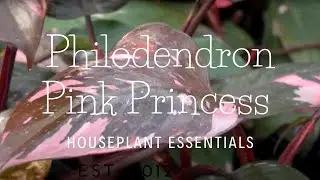 Spotlight: Philodendron Pink Princess | Houseplant Essentials
