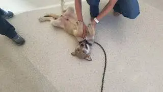 Wolfdog Socialization with Leonidas