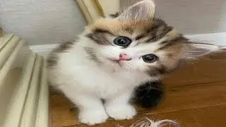video kumpulan deretan kucing lucu manja,anak kucing lucu,angsa lucu,kucing berantem,kucing usil