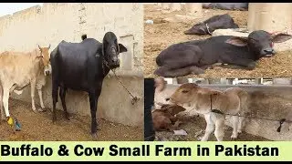 Buffalo And Cow Small Farm in Bhains Colony Karachi Pakistan