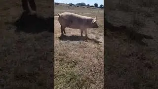 5 Amazing Pig Breeds You Need to Know About