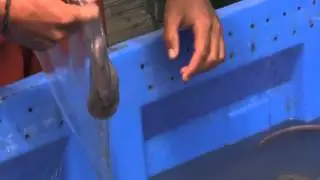 Hagfish slime removal Morro Bay, CA