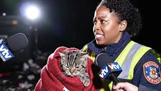 What Happens to Animals in Flood in Vietnam? See the Heroic Rescue of Cats and Dogs