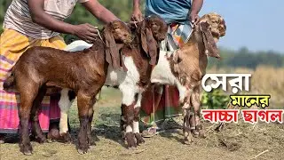 বিটল ছাগলের প্যাকেজ ও সেরা মানের বাচ্চার ছাগলের দাম জানুন Beetal goat 