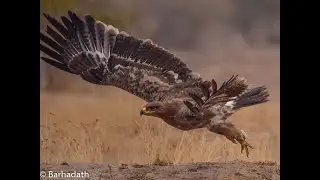 Tal Chappar Raptors Paradise