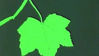 The Paranoyds - Destructive Banter (Visualizer)