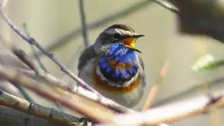 Варакушка  ( Luscinia svecica )